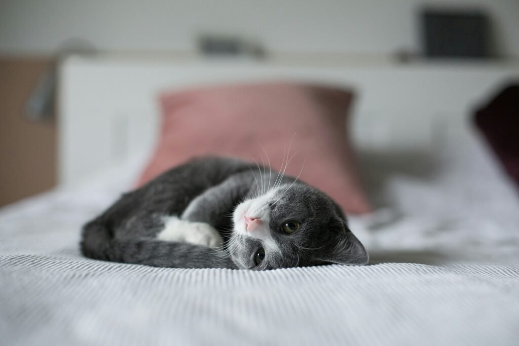 rest, cat on the bed