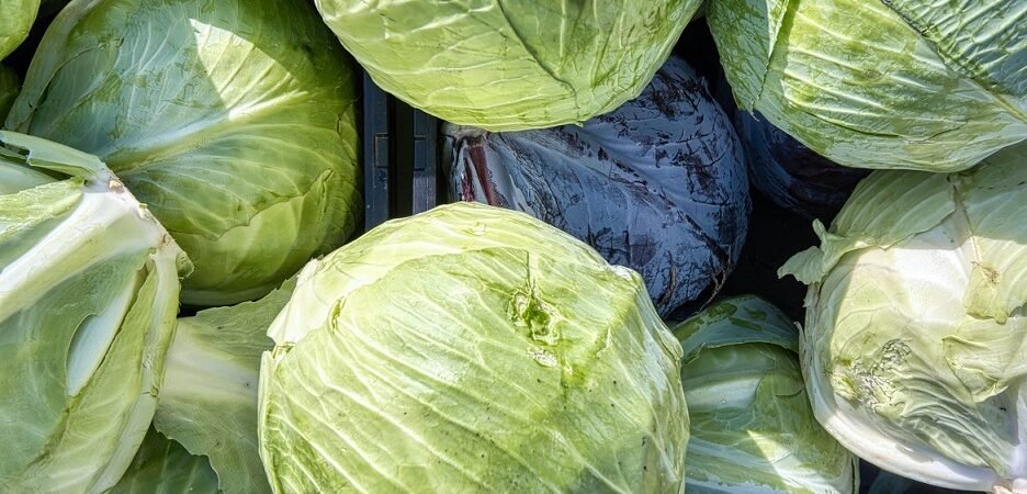 Slow-Aging Cabbage Recipes